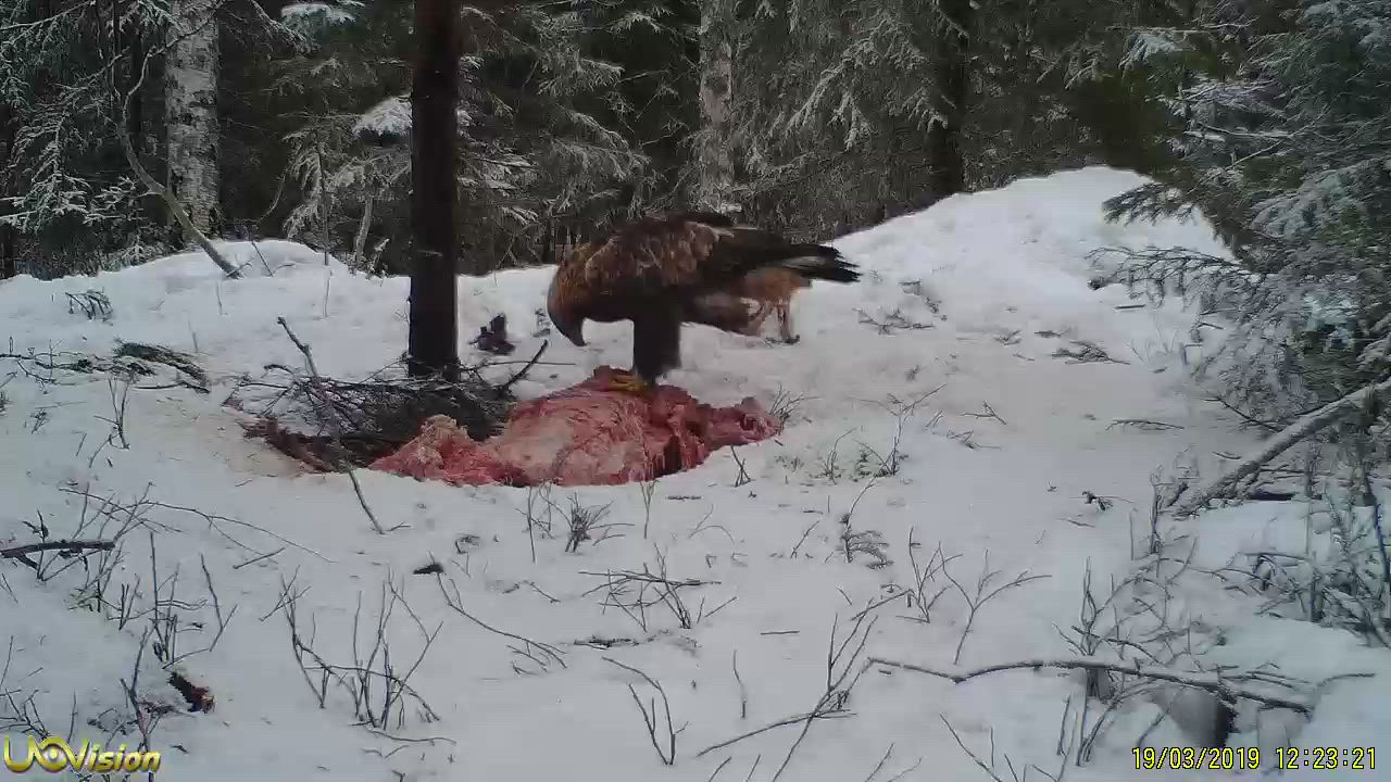 Maakotka ruokailee haaskalla