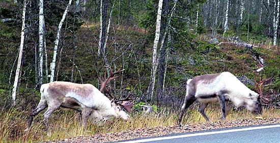Vaatimiaan vartioiva rykimähirvas muuttuu kiima-aikana uhmakkaaksi ja saattaa joskus hyökätä jopa ihmisen kimppuun.