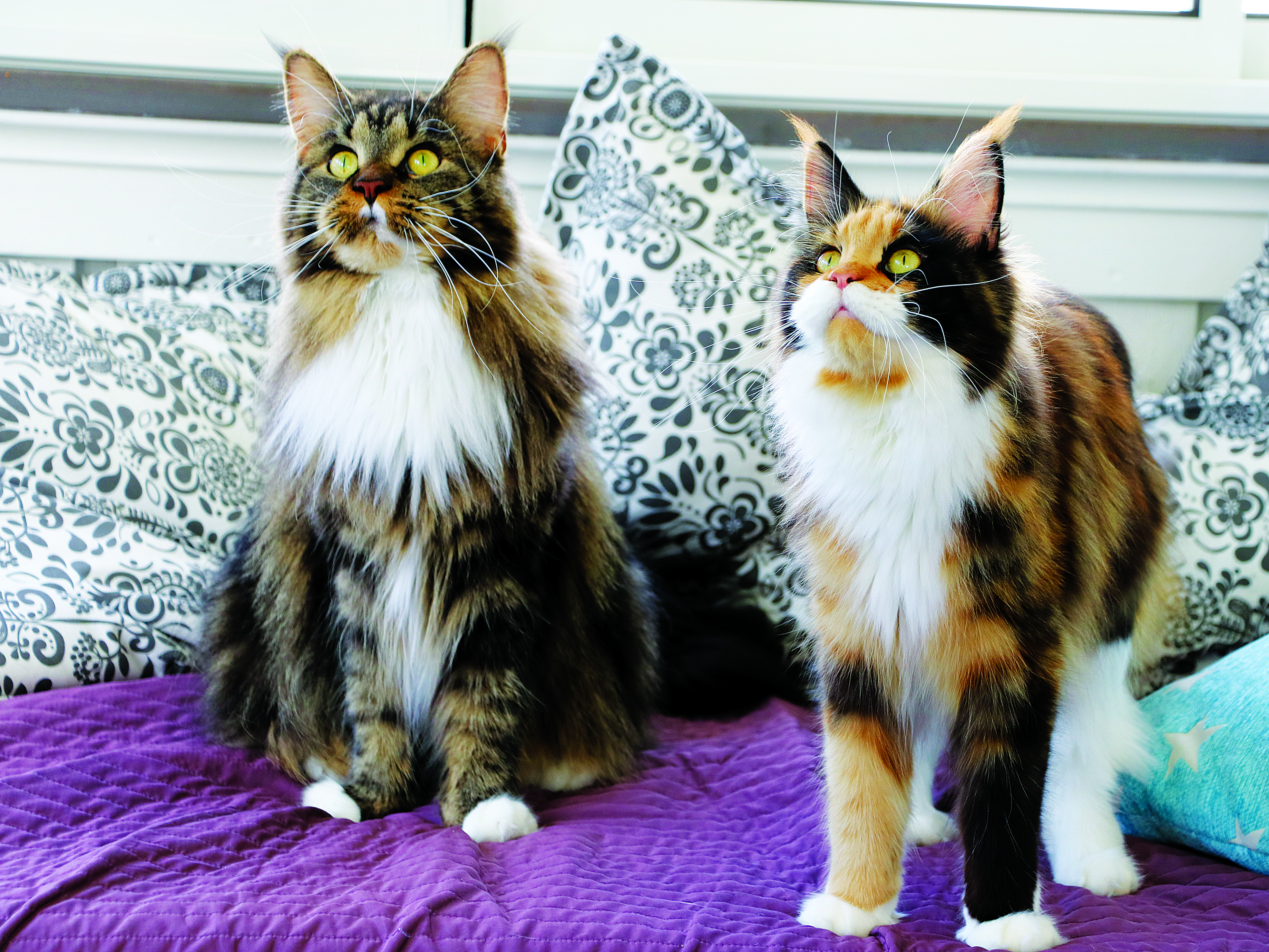 Maine coon -kissoilla on huomattavat korvatupsut, jyhkeä leuka, boksimaiset kasvot ja karvatupsut polkuanturoiden välissä. Kaikki värivaihtoehdot ovat sallittuja.