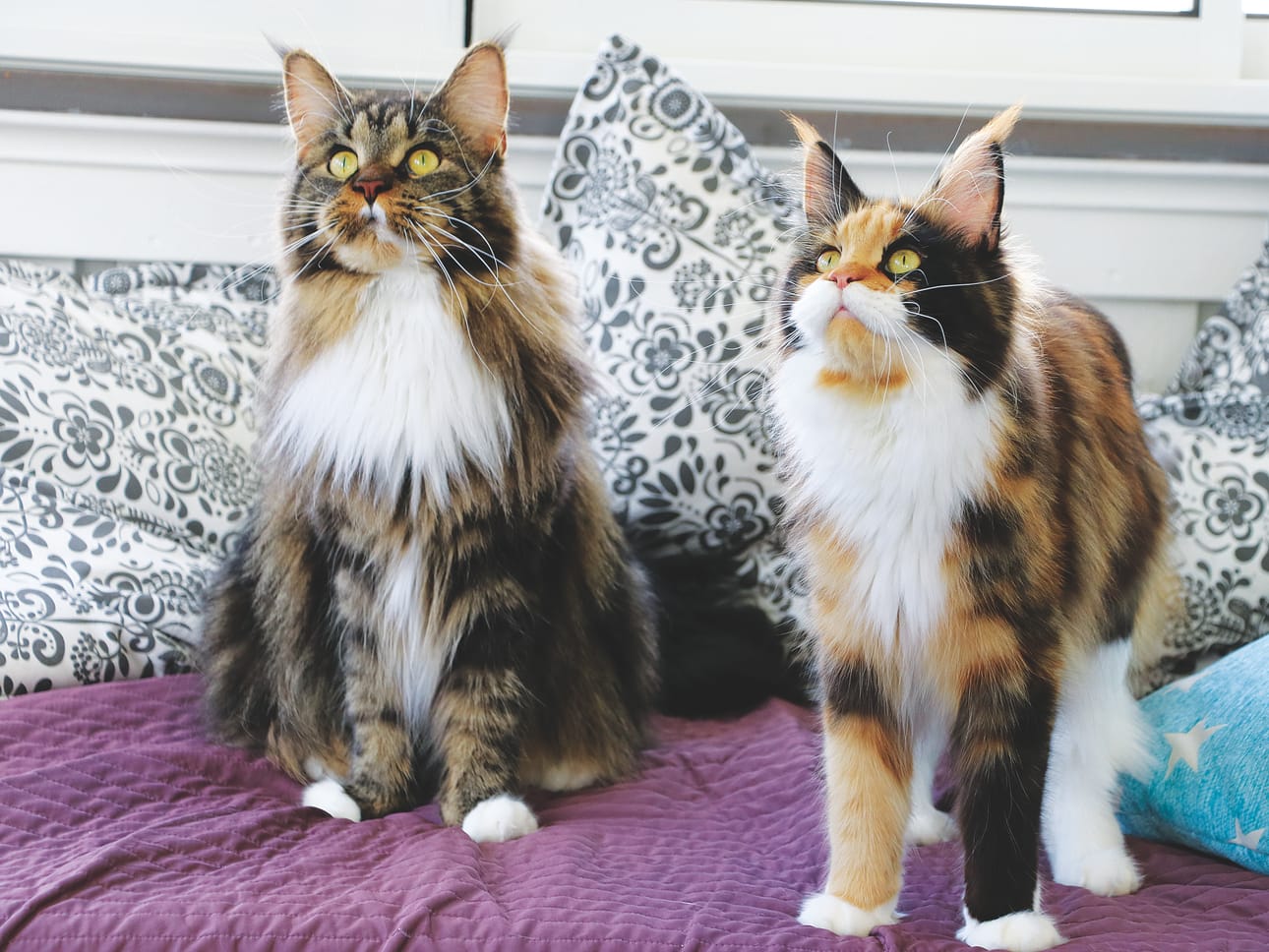 Maine coon -kissoilla on huomattavat korvatupsut, jyhkeä leuka, boksimaiset kasvot ja karvatupsut polkuanturoiden välissä. Kaikki värivaihtoehdot ovat sallittuja.