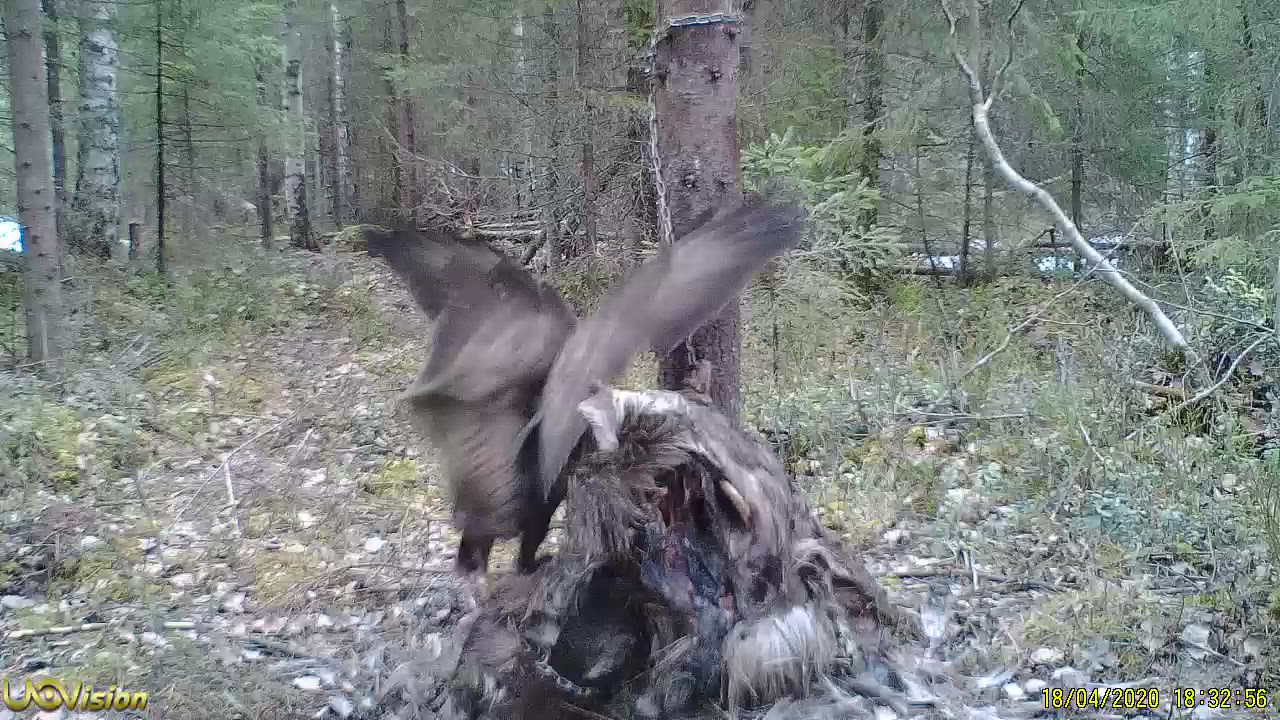 Hiirihaukka löysi hirvenpään ja nautiskeli sitä