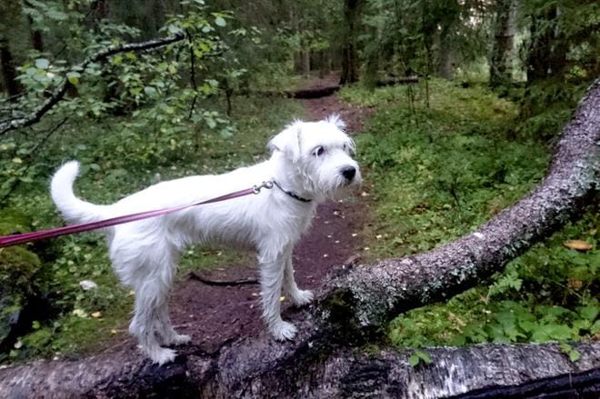 Kun koiran kaikki paperit, kasvatustiedot, rokotukset ja terveys ovat kunnossa, sen seurasta on myös mukava nauttia. KUVA: JARI E. HAKALA