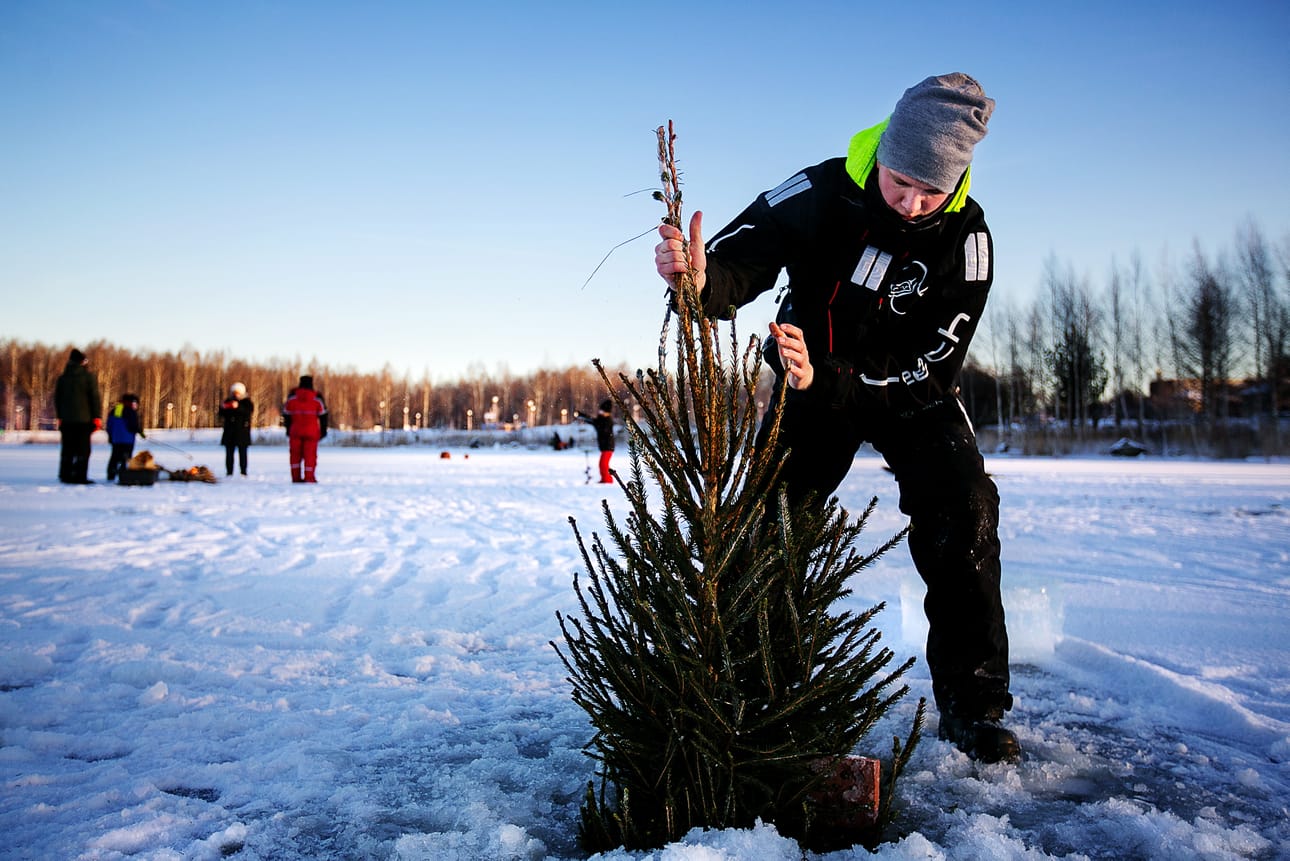 Jani Haavisto oli vuonna 2017 mukana tekemässä ahvenille uusia kutupaikkoja Vaasan Onkilahteen. Arkistokuva.