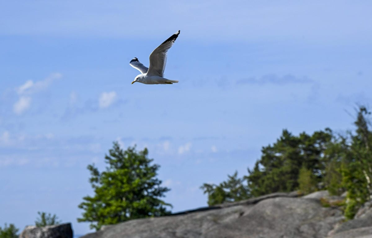 Etelään on odotettavissa noin 20–22 asteen ja pohjoiseen taas 18–19 asteen lämpötiloja. LEHTIKUVA / MARKKU ULANDER