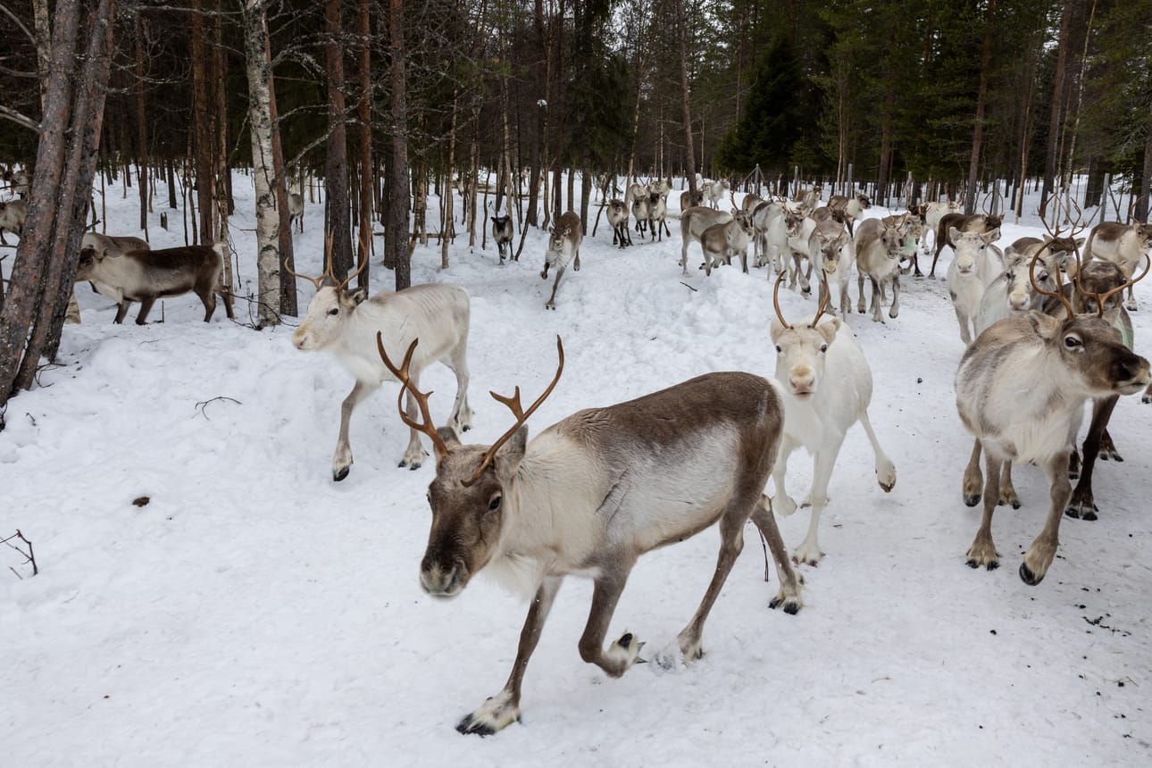 Poronhoitolain uudistuksen tarkoituksena on muun muassa edistää laidunten kestävää käyttöä.