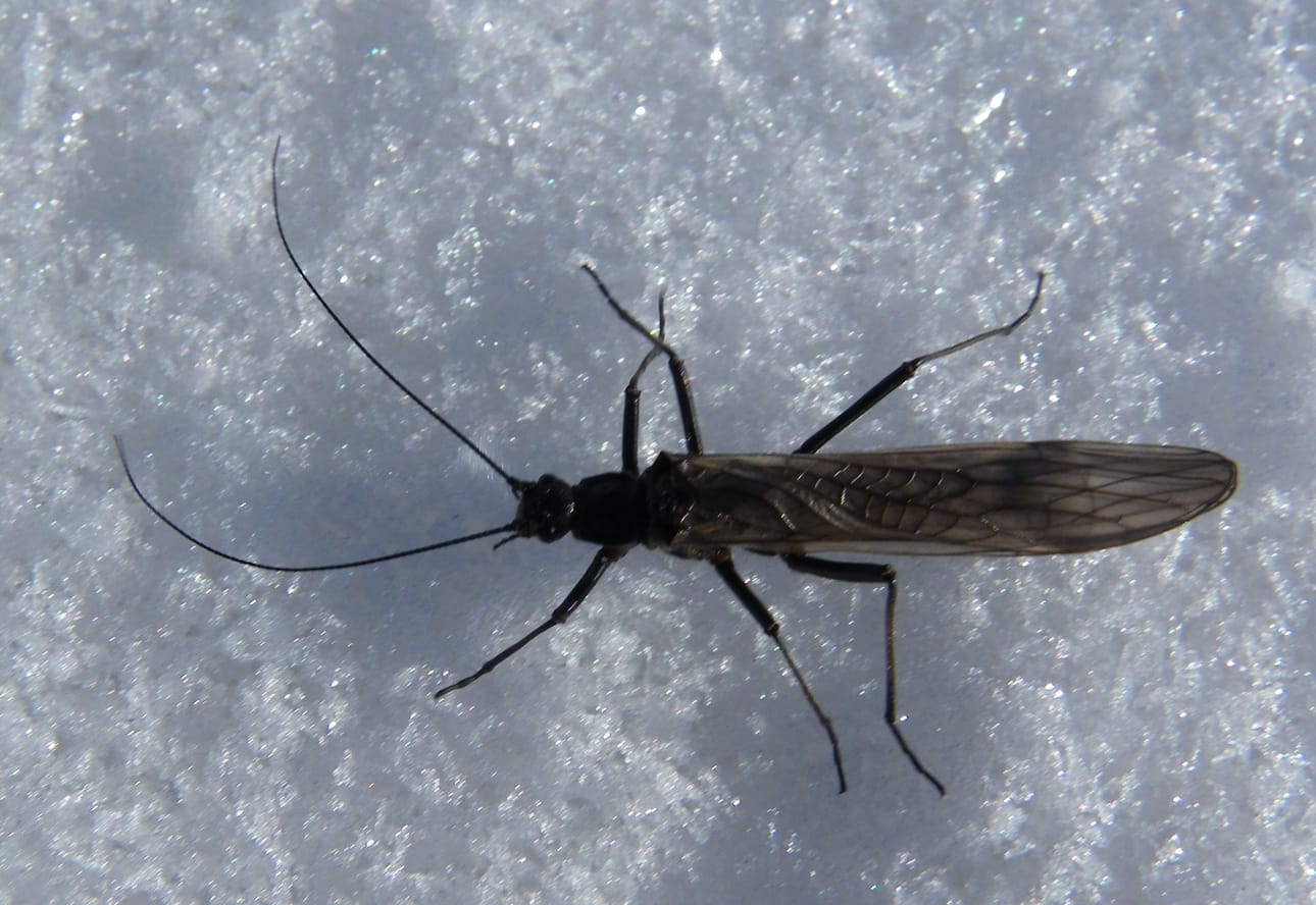 Potnapekat tulivat, mutta siiat eivät, kommentoi pilkkijä.