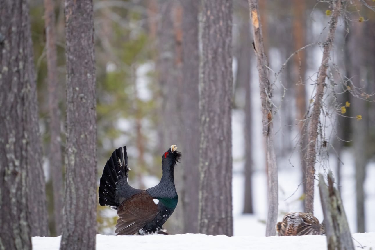Urosmetso levittää pyrstöään ja kurottaa kaulaansa soitimella mäntymetsässä, jossa on hyvä näkyväisyys. Oikealla näkyy osa ruskeankirjavasta koppelosta eli naarasmetsosta.