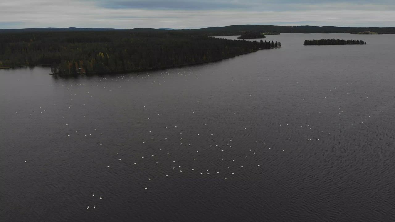 Joutsenet kokoontuvat hyvästelemään Koillismaan kesän – Katso video!