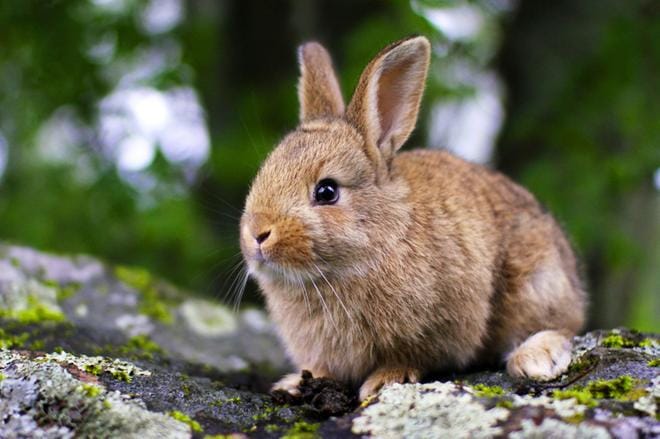 Ekologinen kaninliha palaamassa suomalaisten ruokapöytään. Kolmen kuukauden ikäiseksi kasvaneesta kanista saadaan lihaa vajaan parin kilon verran. kuvat siiri helin