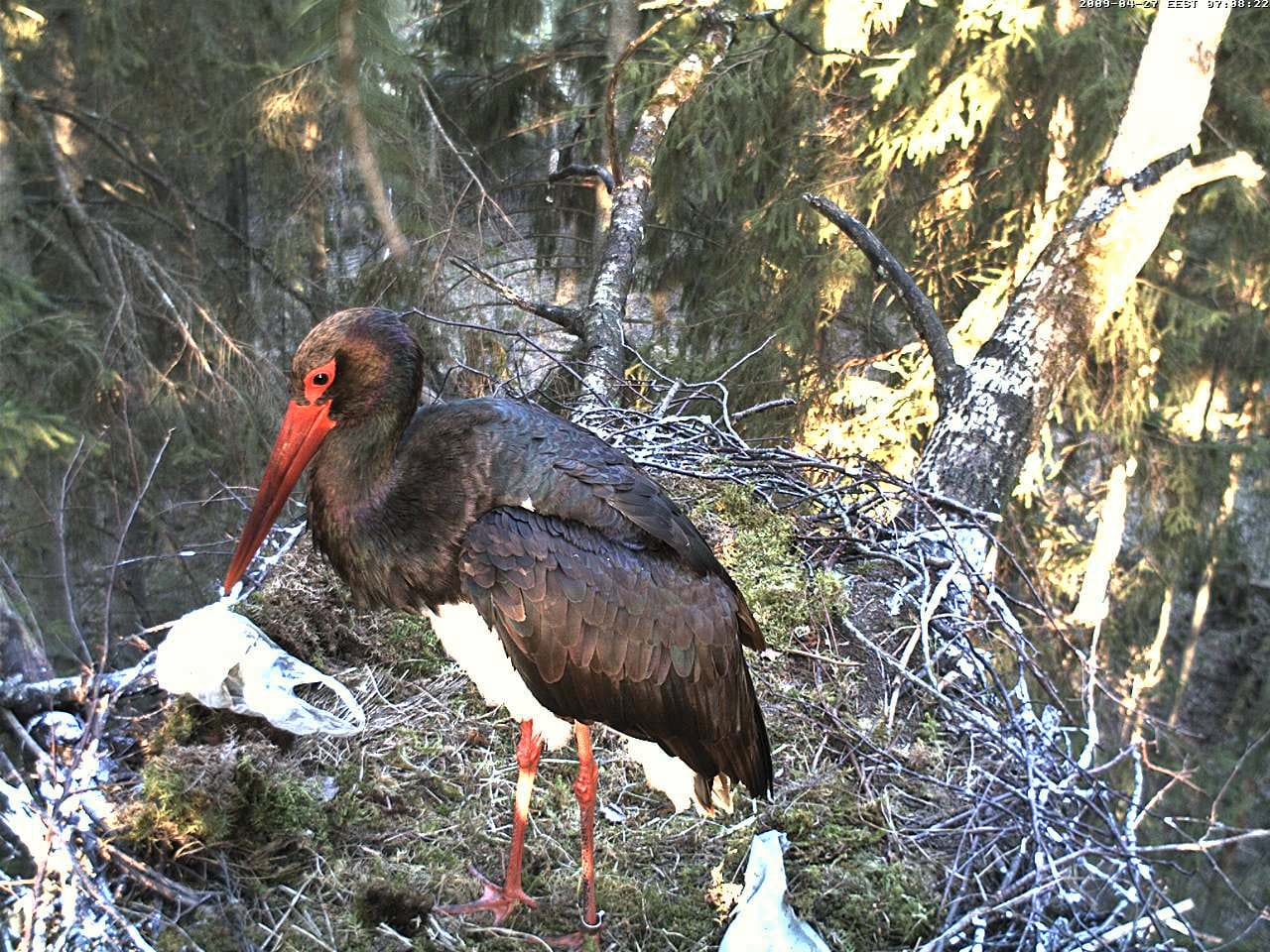 Arkistokuvassa mustahaikarauros rakentaa pesää