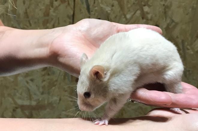Uimahallilla vieraillut hamsteri on nyt Silasten perheen hoidossa. KUVA: SAMI SILANEN