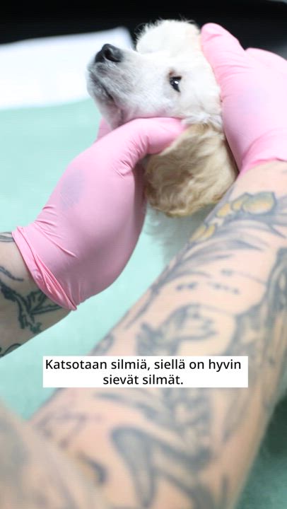 Kääpiovillakoiran pennut ensimmäistä kertaa eläinlääkärissä