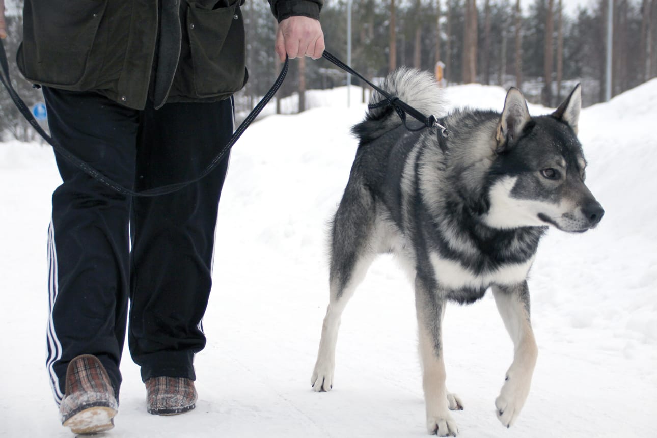 Koiralla on luontainen tarve liikkua. Jämtlanninpystykorva Late on onnellinen – hänellä on ikioma iso juoksupuisto ja pääsee vielä joka päivä pitkälle lenkille.