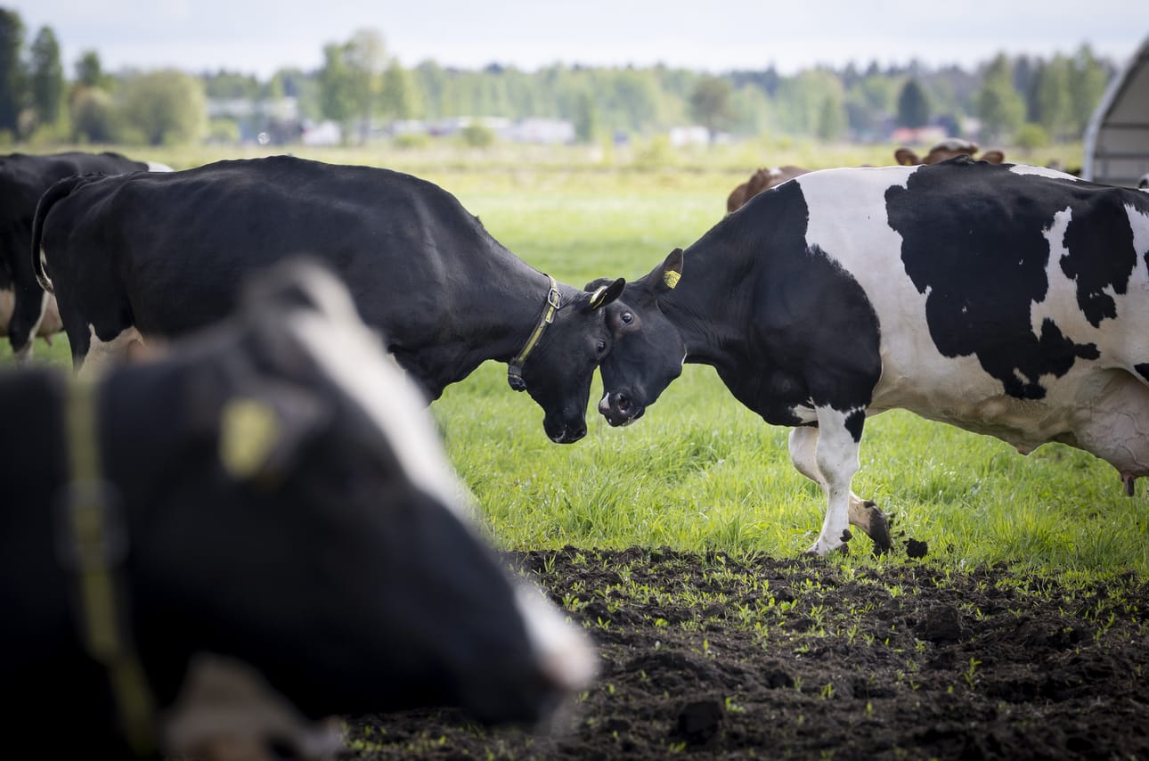 Lappajärveläisen hieholauman toivotaan palaavan mahdollisimman pian kotilaitumelle. Kuvan lehmät eivät liity tapaukseen.