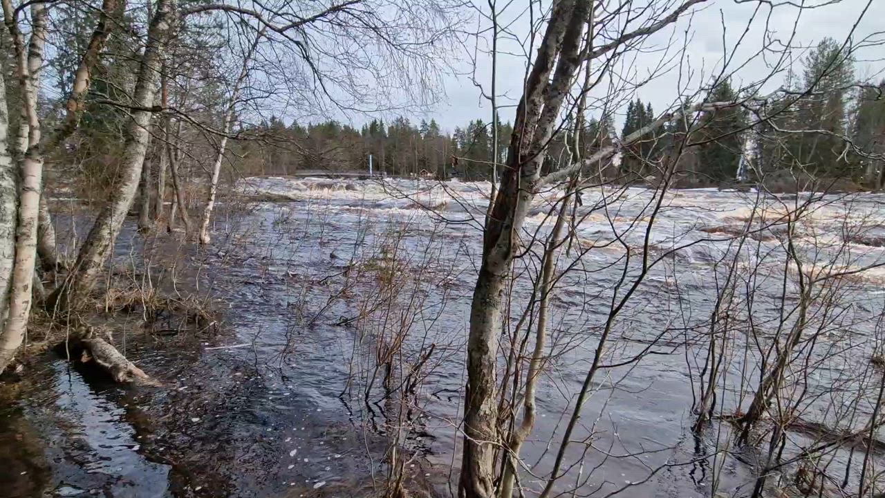 Kiiminki Koitelinkoski 2.5.2024. Joki tulvii. Huippu vielä edessä päin