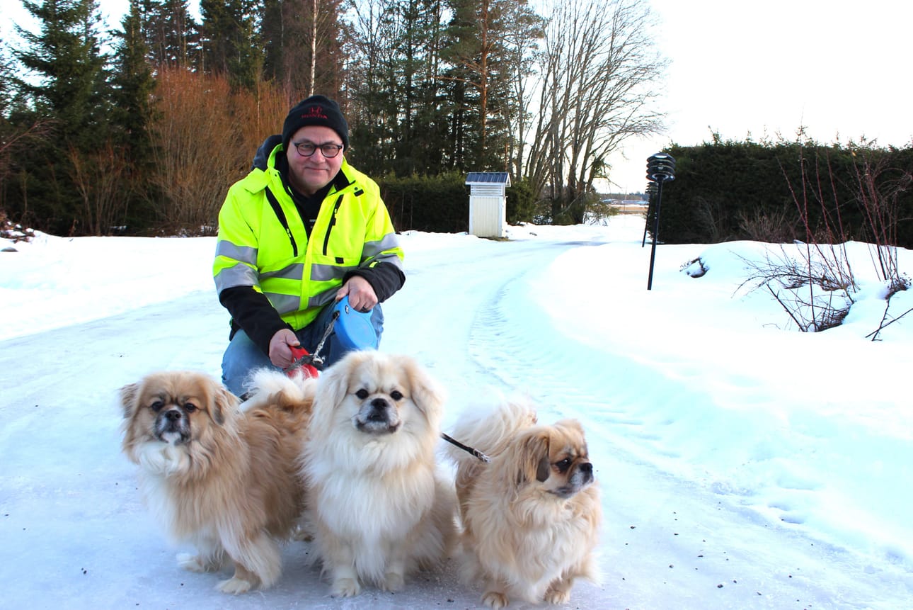 Vanhassakylässä asuva tuore eläkeläinen Kalevi Santamäki pitää liikunnasta. Yksi keinoista kuntoiluun on ahkera lenkkeily perheen tiibetinspanieleiden Juliuksen, Tiituksen ja Urmaksen kanssa.