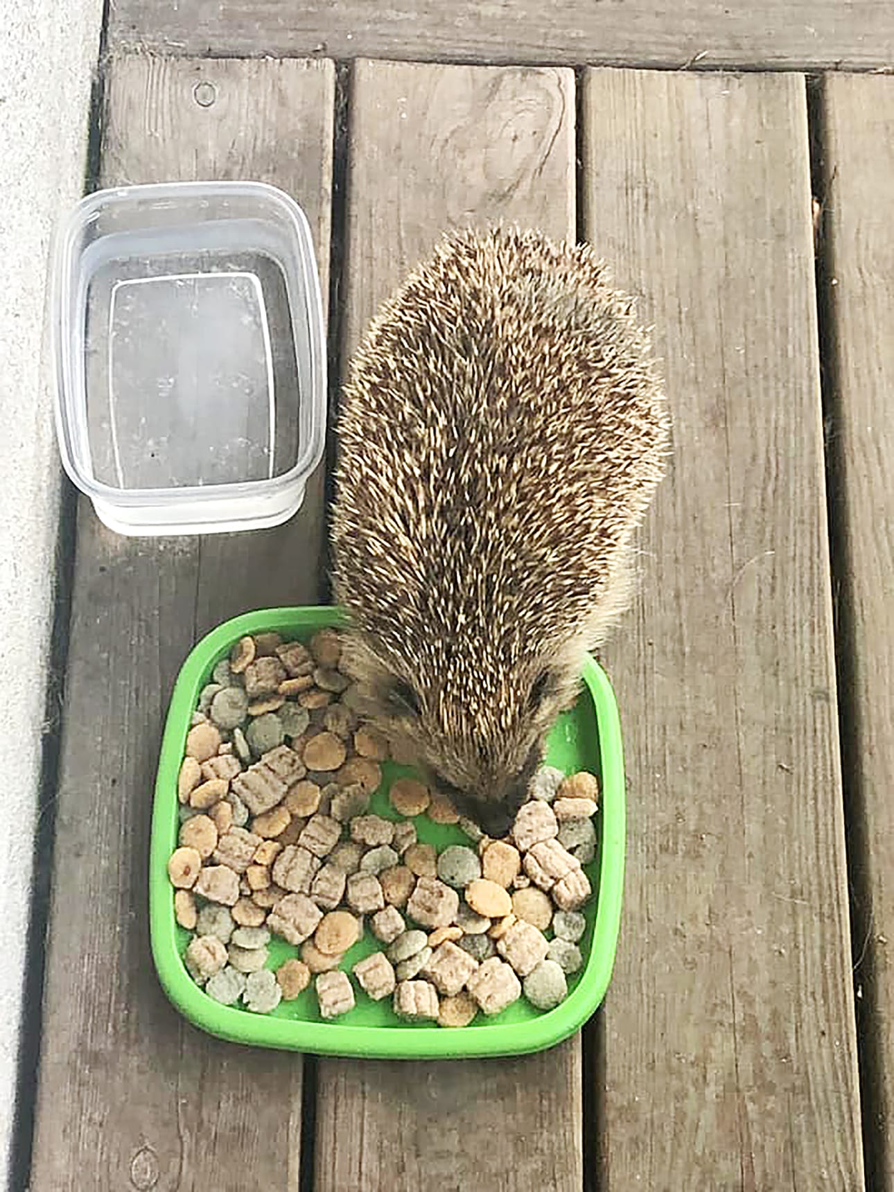 Siili asusteli toissa kesänä Koivusaaren pihapiirissä. Se ristittiin Eikaksi. Kesän lopulla siilejä oli jo ainakin viisi.