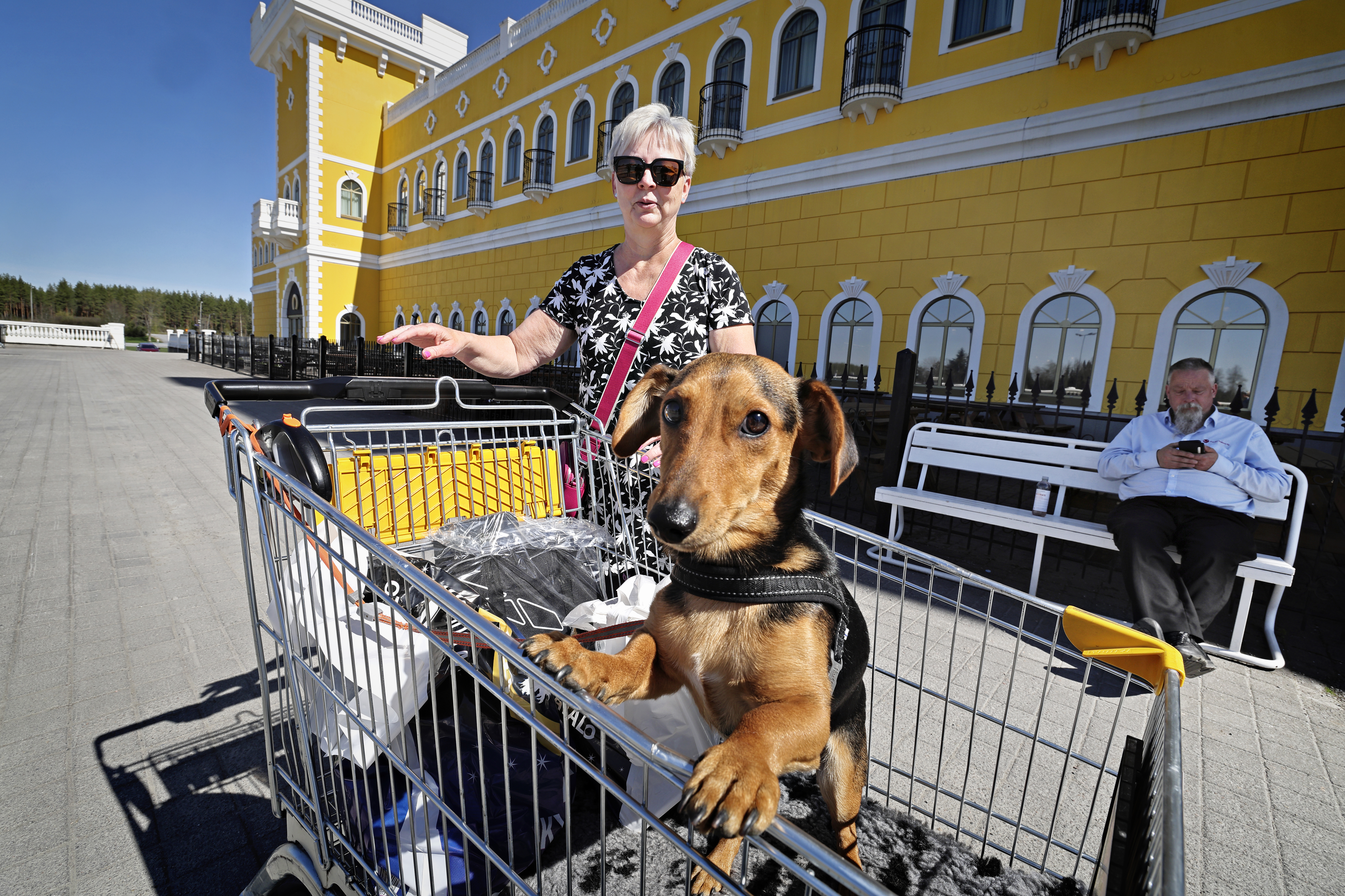 "Pienet koirat eivät ole tehneet pahaa myymälöissä" – Jättisuuri tavaratalo ja pienehkö ruokakauppa ovat koirat sallivia poikkeuksia pohjalaismaakunnissa
