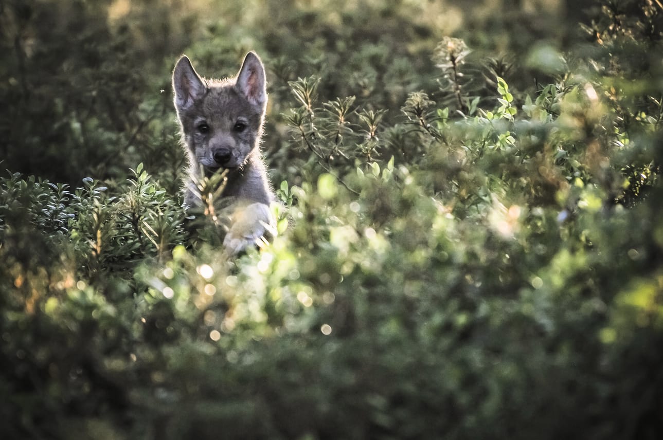 Suomen susikannan geneettisen monimuotoisuuden vaihtelu riippuu ennen kaikkea yhteyksistä Venäjän susikantaan.