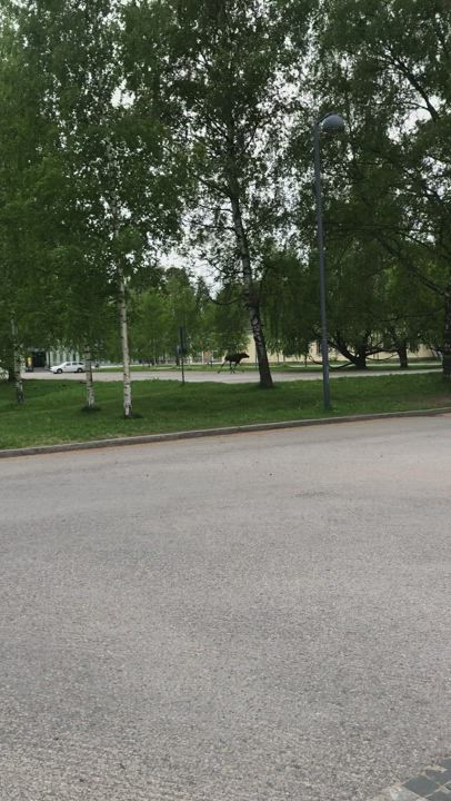 Lukijan video: Hirvi juoksee Oulun kasarmialueella