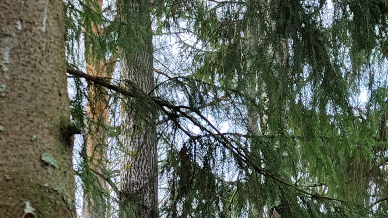 Oravat leikkimässä