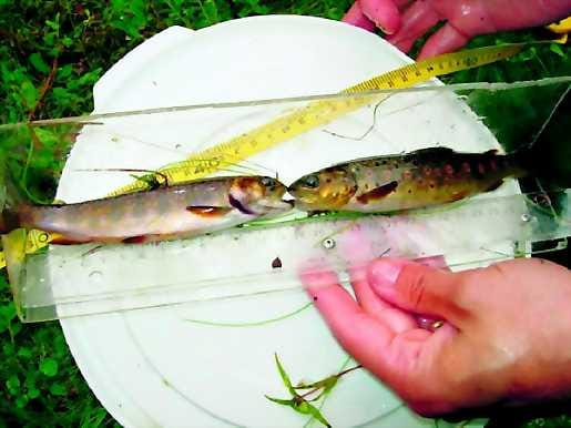Lohikalat kasvun alussa. Puronieriä (vas.) ja taimen ovat poikasena hankalia erotettavia.