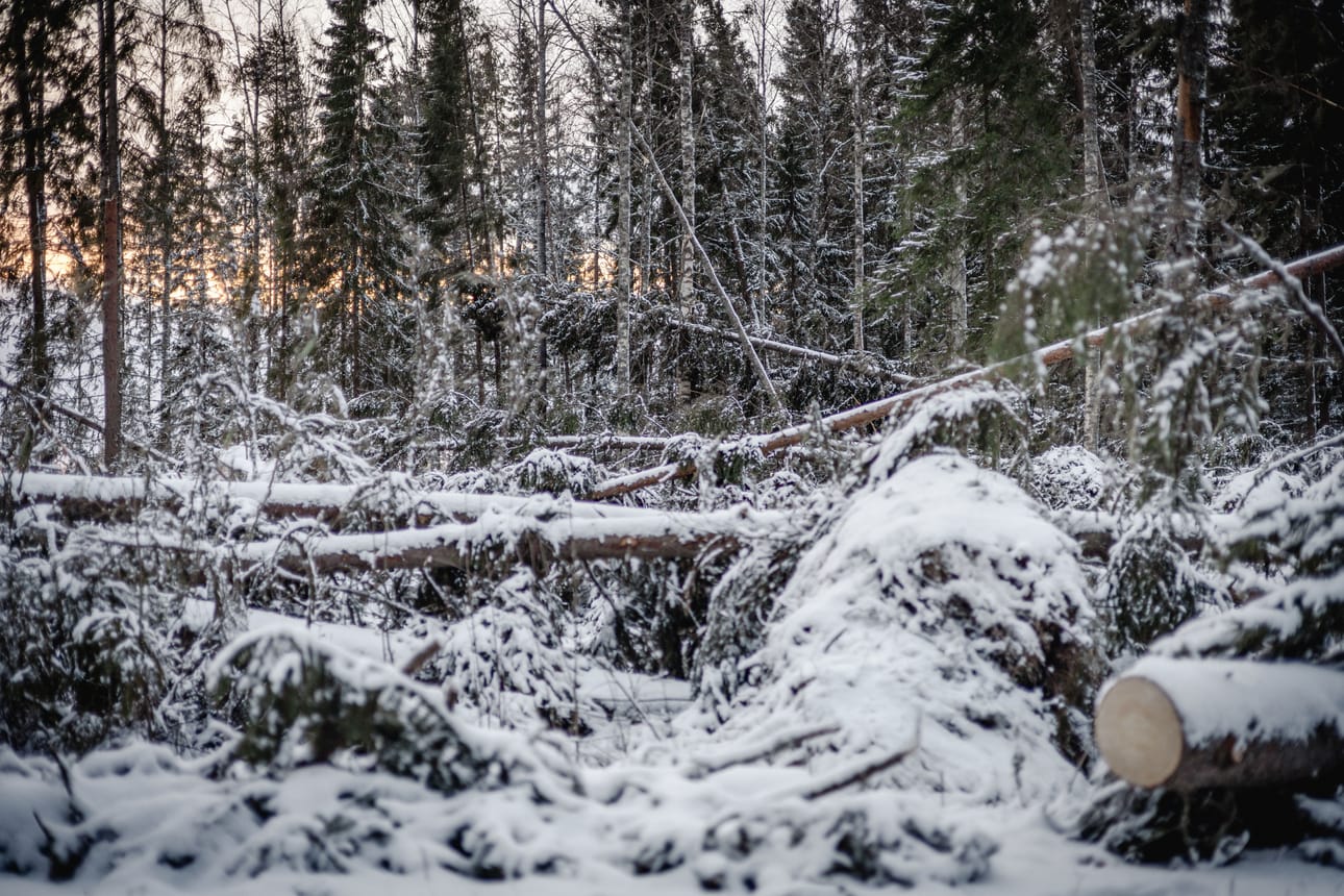 Myrskyn kaatamia puita Kyrkösjärven rannan tuntumassa.