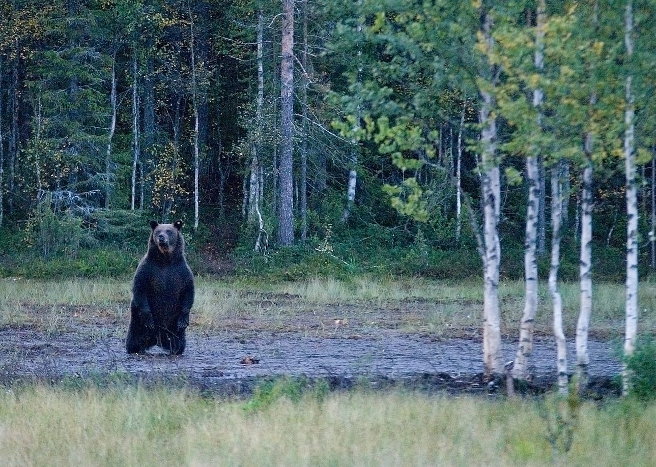Kuvan karhu ei liity tapaukseen. Arkistokuva.