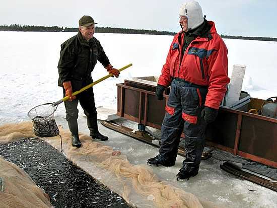 Jouko Koskelo (vas.) lippoaa muikkuja jäälaatikkoon Iso-Lamujärven nuotta-apajasta. Vieressä Pekka Piippo ja takana saalista ihastelemassa Siikalatvan Metsänhoitoyhdistyksen väkeä.