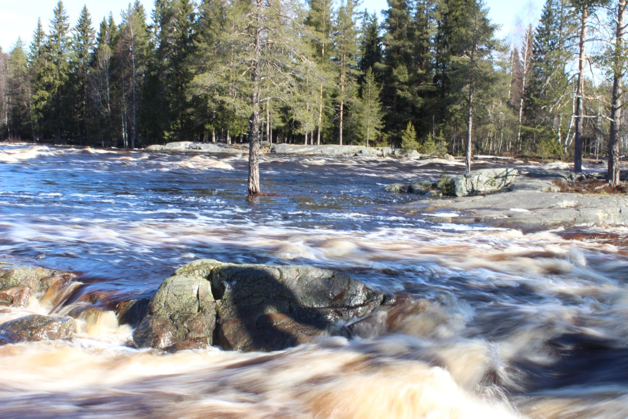 Kiiminkijoen Koitelinkoskella on ollut huhtikuussa kevättulvaa. Pohjois-Pohjanmaan joet ovat tulvineet tänä keväänä hyvin maltillisesti.