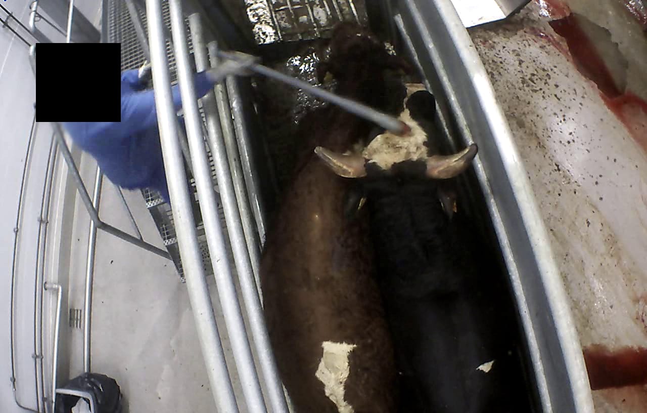 Aktivistit kuvasivat salaa Paimion teurastamon toimintaa. Oikeutta eläimille -järjestö toimitti videot Ylelle, joka näytti dokumentin aiheesta viime vuoden lokakuussa. Tämän jälkeen poliisi on aloittanut rikostutkinnan aktivistien, teurastamoiden ja viranomaisten toiminnasta.