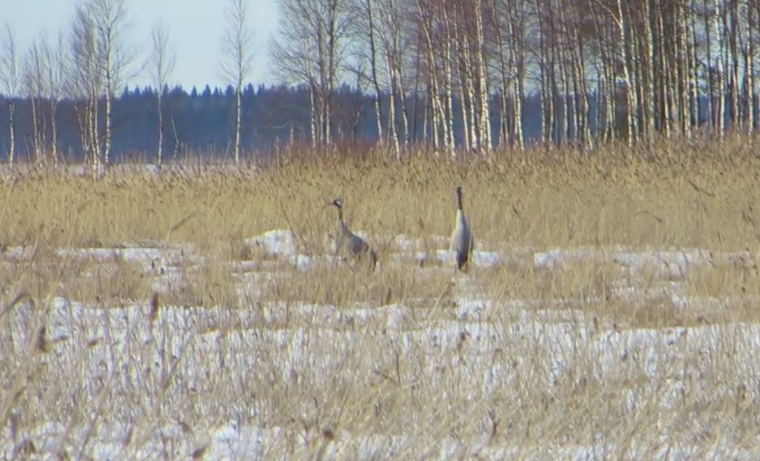 Kurkipariskunta varaa pesimäpaikkaa