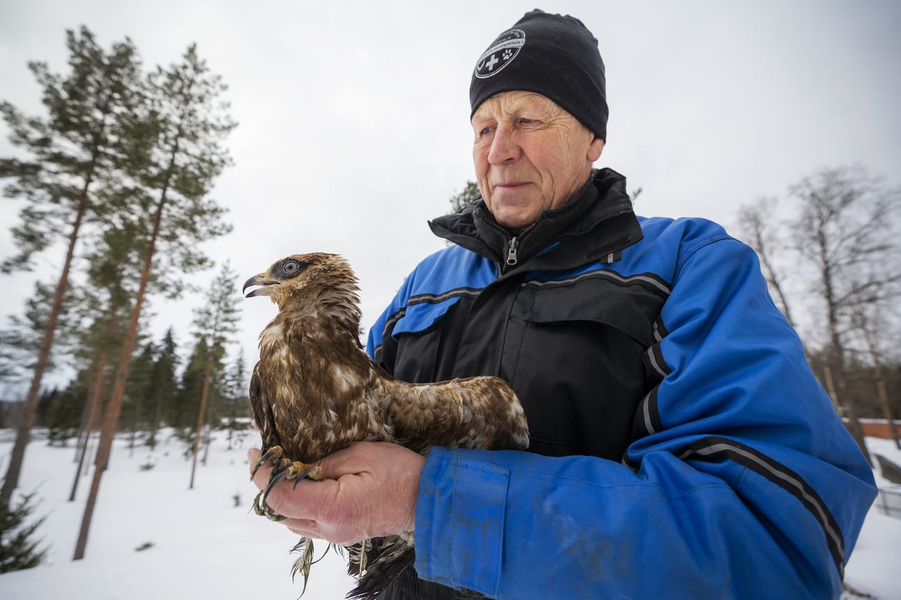 Nuori mehiläishaukka viettää ensimmäisen talvensa Markku Harjun johtamassa villieläinhoitolassa Raippaluodossa. Ihmisen apu tulee tarpeeseen, sillä muuttomatka tai talven viettäminen omillaan eivät ole vaihtoehtoja liian aikaisin pesästään lähteneelle linnulle.