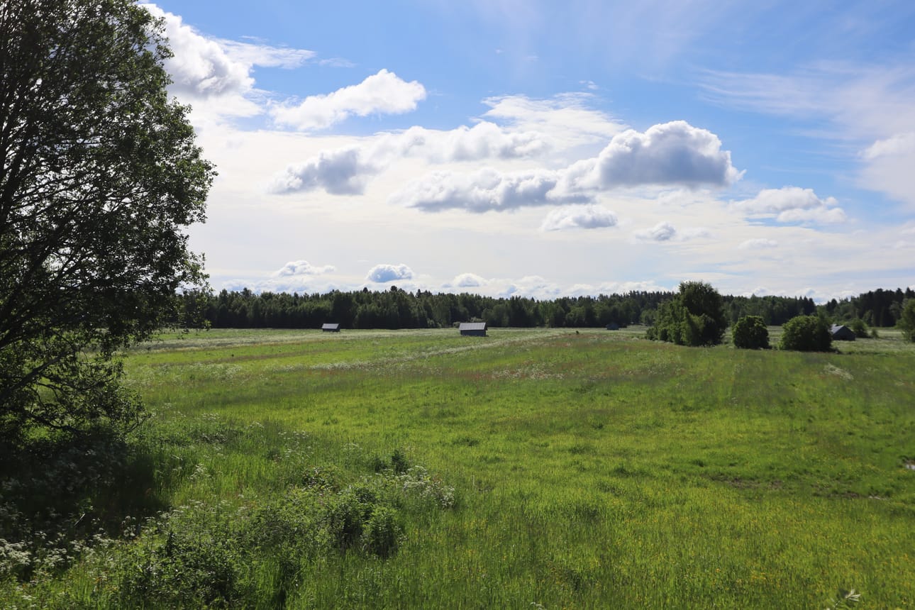 Ladot täydentävät Vallgrundin rauhaisaa peltomaisemaa.