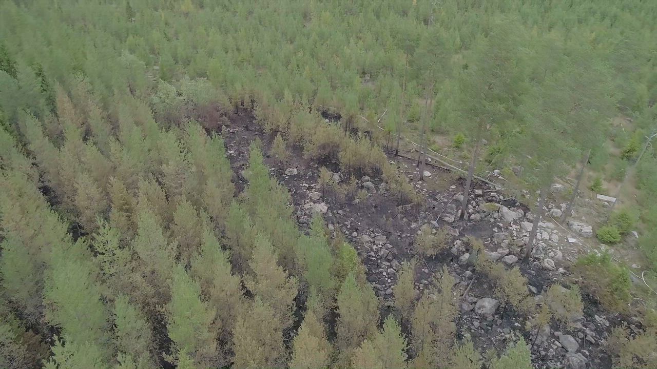 Metsäpalo jätti mustan arven