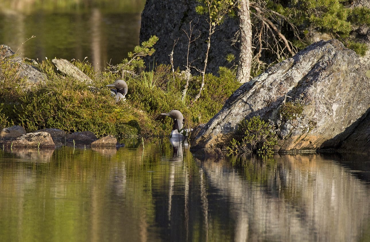 Kuikka on epätyypillinen vesilintu, sillä molemmat puolisot hautovat. Kuvassa koiras on tulossa vapauttamaan naaraan syömään ja peseytymään. Kumpikin osallistuu myös poikasten ruokkimiseen.