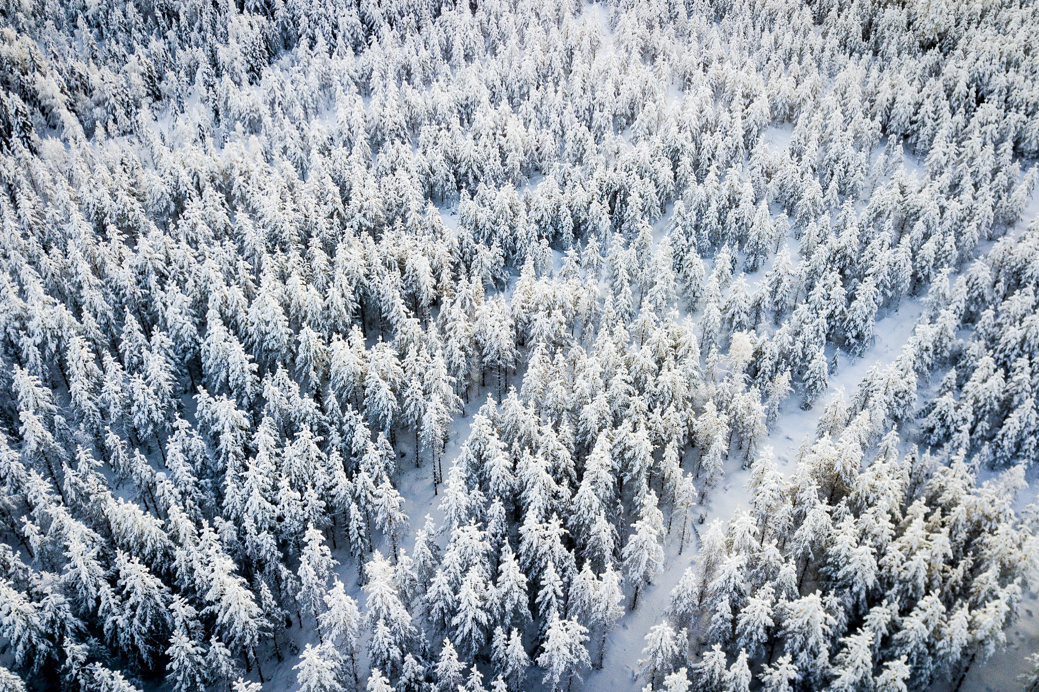 Metsä ei ole enää pölyttynyt sijoitus – metsätiloilla hintaa ja kysyntää Koillismaalla: "Ehkä viimeinkin metsä aletaan nähdä varteenotettavana sijoituksena muiden sijoitusmuotojen rinnalla"