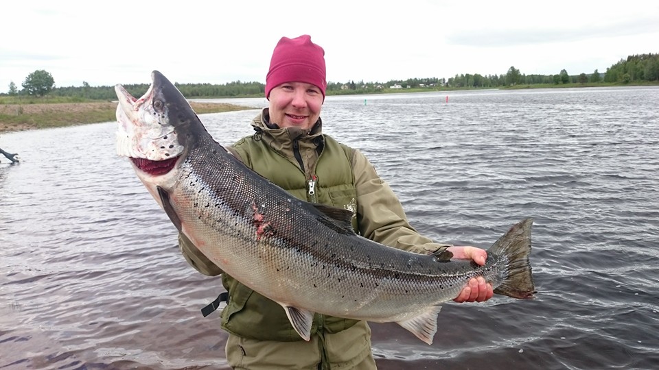 Jussi Luusua nappasi Tornionjoesta Pellon Kullekorvan alta 11,2 kilon lohen.