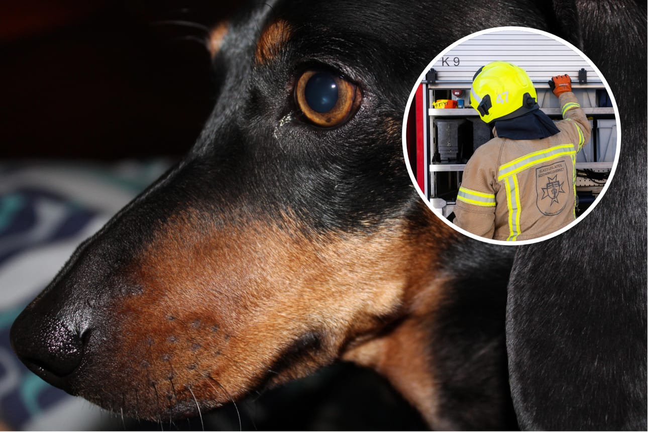 Lyhyiden raajojen ansiosta mäyräkoira menee helposti luoliin ja rakennusten alle. Kuvan koira ei liity tapaukseen. Kuvituskuva.