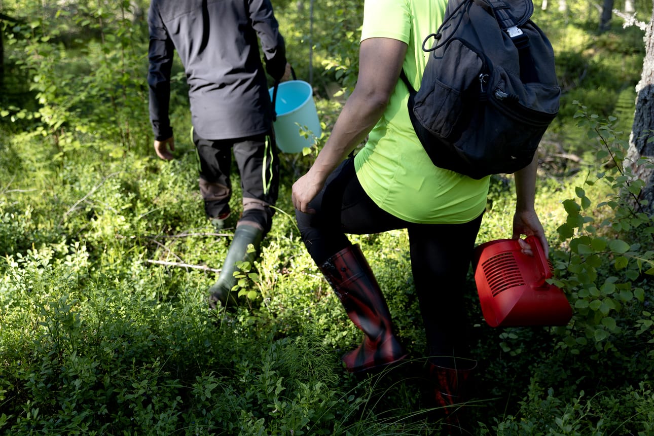 Marjojen kerääminen on ollut tänä kesänä suomalaisten tai Suomessa asuvien ulkomaalaisten varassa.