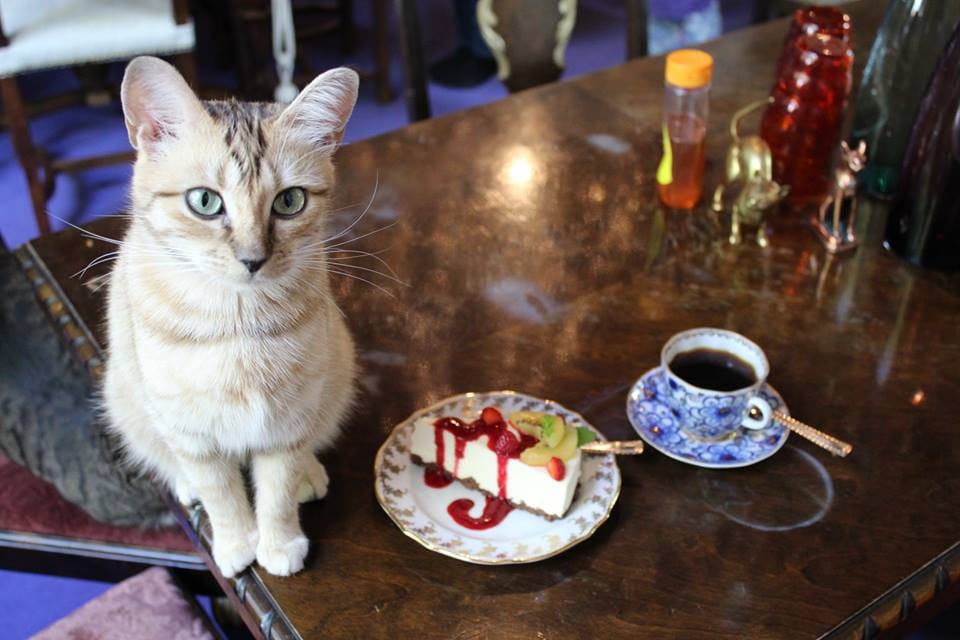 Kissakahvila Purnauskis tähyää Ouluun. Tampereella vuoden päivät toimineessa kahvilassa asuu tällä hetkellä kuusi kissaa, joiden touhuja asiakkaat pääsevät seuraamaan. Kissat viettävät ravintolassa myös yönsä.