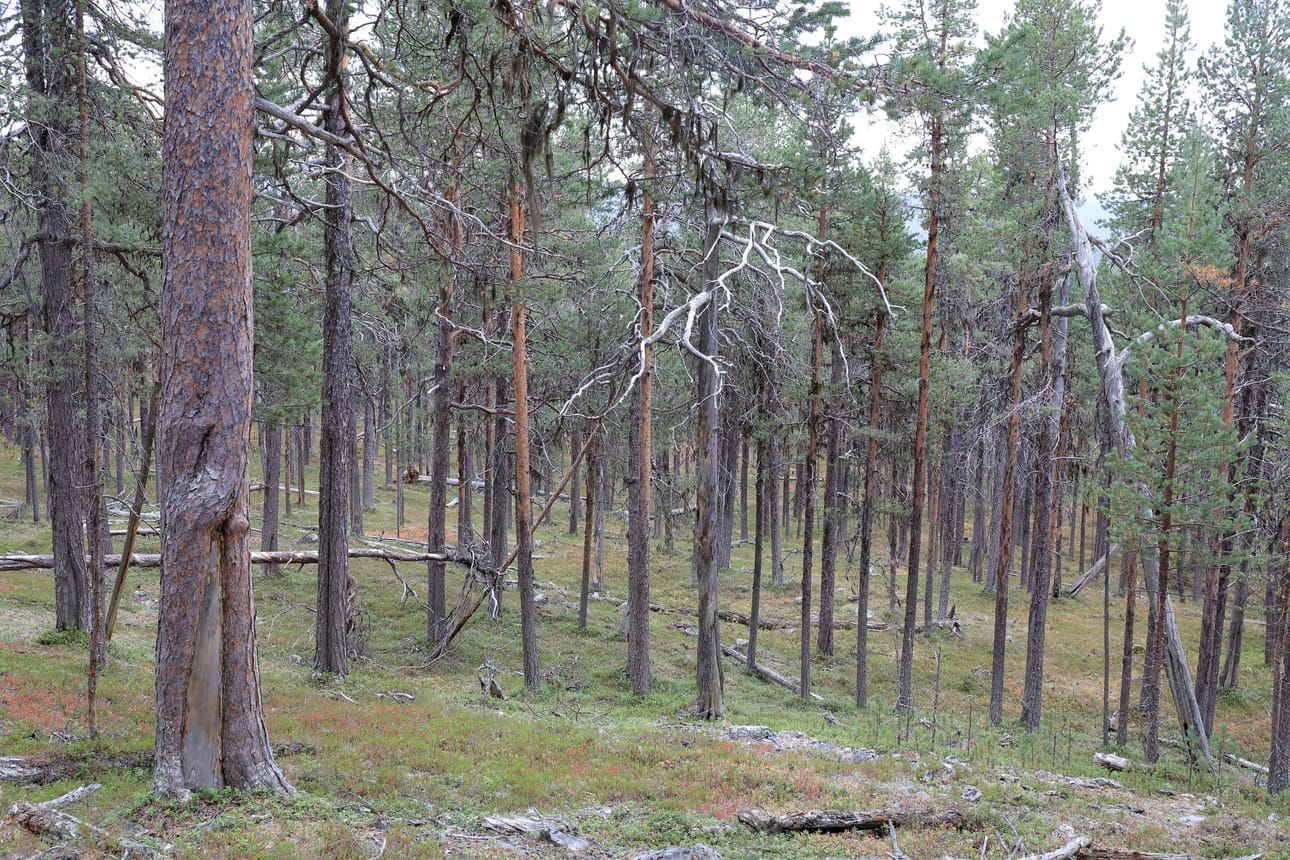 Vaskojoen pohjoispuolella on kolmekymmentä neliökilometriä ikimetsää, johon on yhteydessä viisikymmentä neliökilometriä luontaistaloudelle kaavoitettua metsää. Alue yhdistäisi Muotkatunturin erämaa-alueen ja Lemmenjoen kansallispuiston.