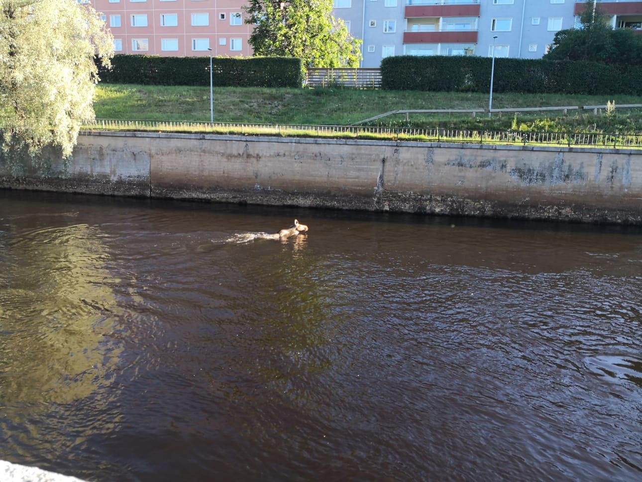 Kaksi hirvistä päätyi alakanavaan uimaan, kertoo kuvan lähettänyt lukija.
