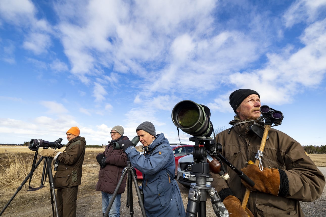 Yhtä Pohjolan harvinaisimmista linnuista voi nähdä vain Siikajoella – Oulun kautta muuttaneesta noin 10 000 yksilön parvesta jäi henkiin kourallinen