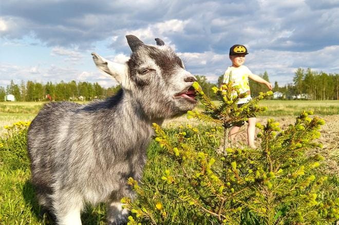 Väinö-kili pihakuusen kimpussa. Kilit maistelevat uteliaasti kaikkea mahdollista. Lehden kansikuvassa Elias ruokkimassa perheen lemmikkikilejä. KUVAT: MIIANELLA HERRALA