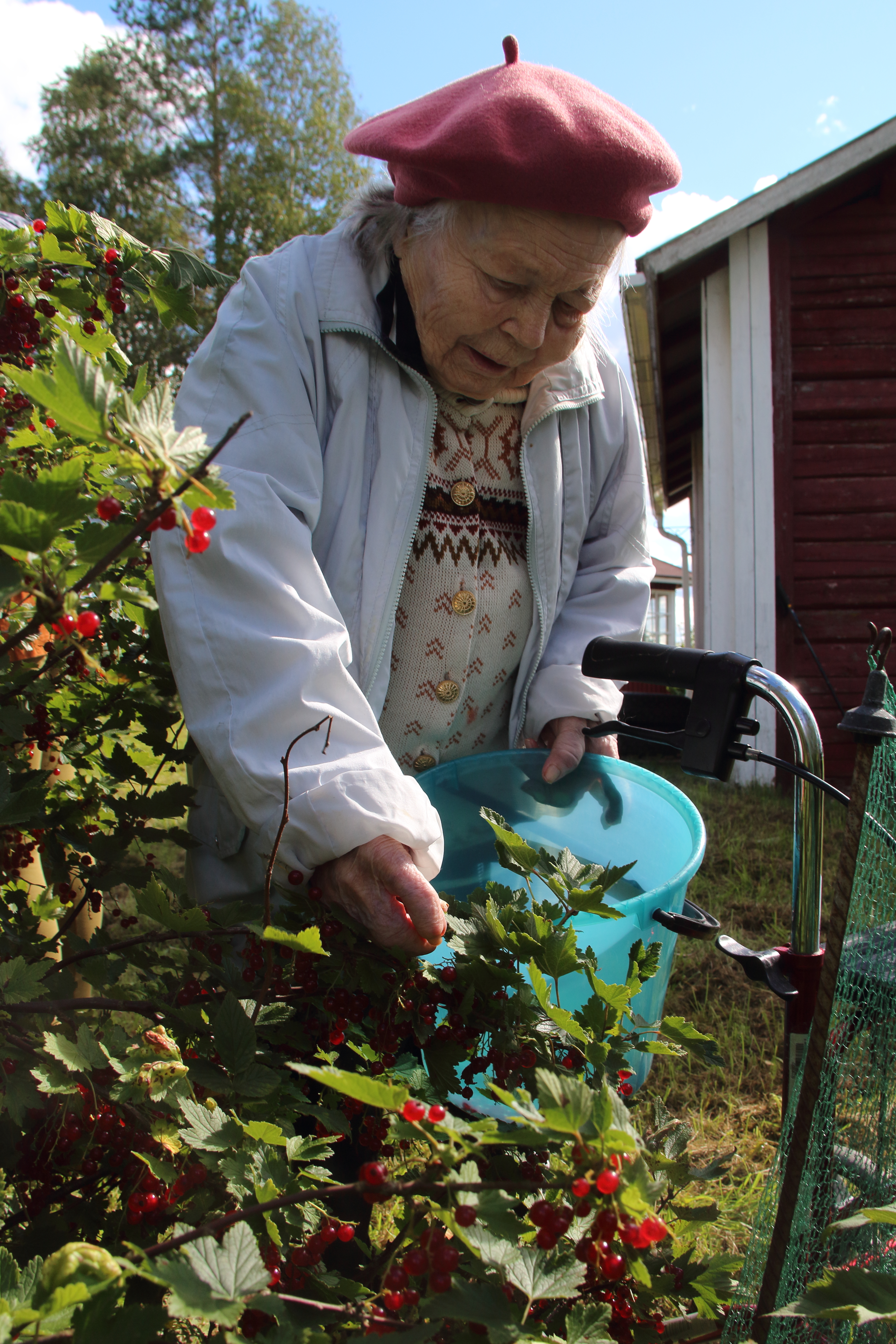 Viinimarjapensaat ovat venähtäneet Pusan mailla valtaviin mittohin.