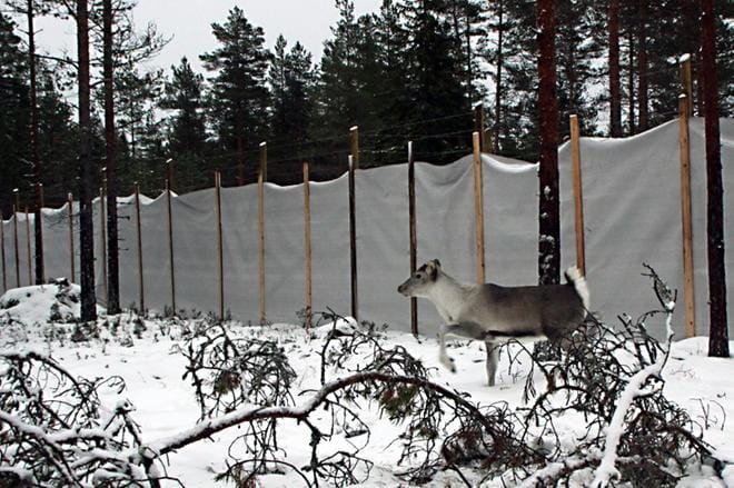 Metsäpeuran vasa Lauhanvuoren totutustarhassa Isojoella. KUVA: MILLA NIEMI, Metsäpeuralife-hanke, Metsähallitus, eräpalvelut.