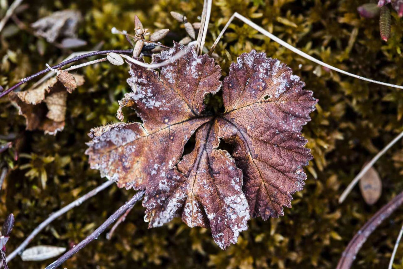 Rovaniemeläisellä hillamättäällä näytti perjantaina tältä. Yleensä kesäkuun alussa kukinta on jo käynnissä.