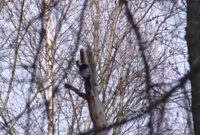 Valkoselkätikka työmaallaan