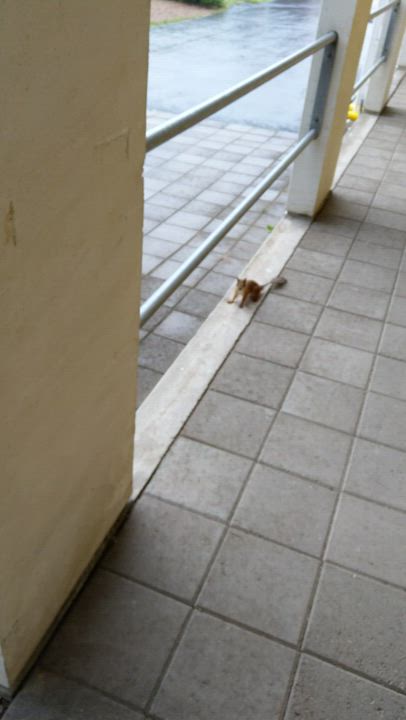 Kurret temmeltävät pihalla